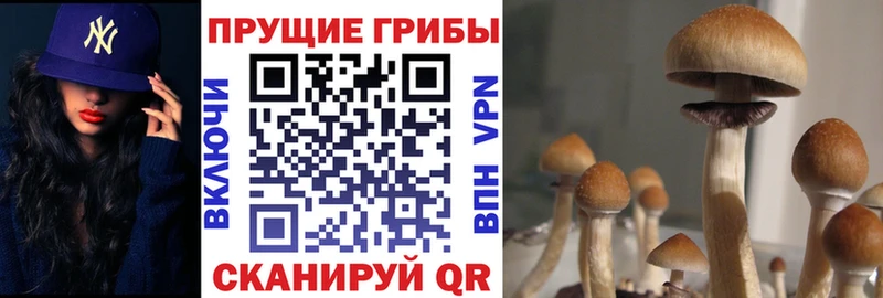 Псилоцибиновые грибы Cubensis  купить наркоту  Тырныауз 